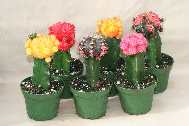 4" Grafted Color Tops